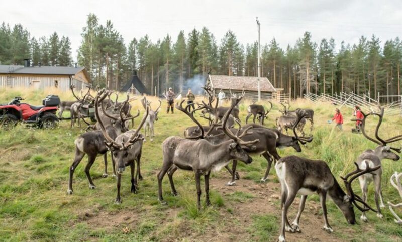 Rovaniemi: Summer Reindeer Farm Experience - Key Points