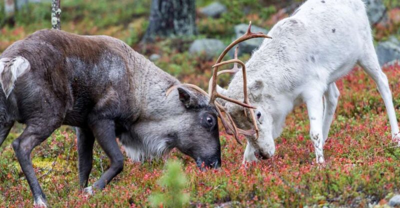 Rovaniemi: Summer Reindeer Farm Experience - Exploring the Authentic Reindeer Farm in Summer