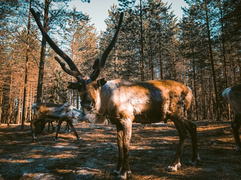 Rovaniemi: Summer Reindeer Farm Experience - Reindeer in Summer: Grazing and Socializing