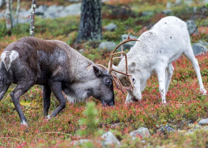 Rovaniemi: Summer Reindeer Farm Experience - Additional Inclusions and Practical Details