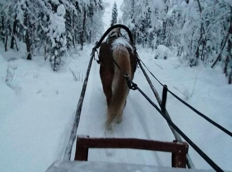 Rovaniemi: Traditional Finnhorse Sleigh Ride at SCV (3km) - The Itinerary and Stops