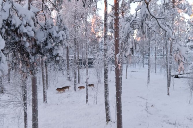 Rovaniemi: Trip to Ranua Zoo with Tickets Included - Key Points