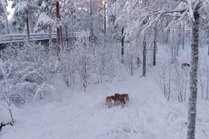 Rovaniemi: Trip to Ranua Zoo with Tickets Included - Tasting Lapland: Lunch and Local Sweets