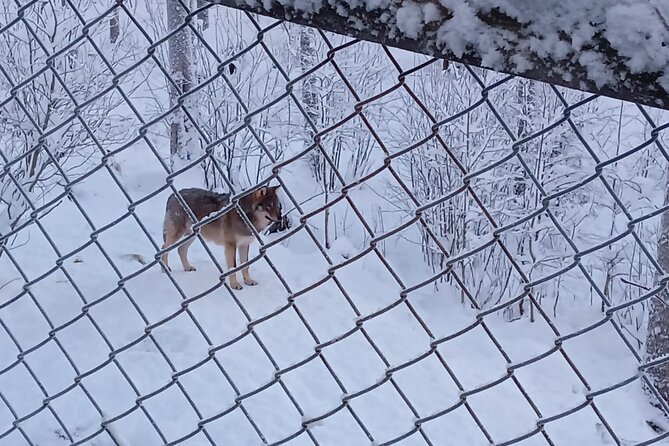 Rovaniemi: Trip to Ranua Zoo with Tickets Included - Convenience of Pickup and Mobile Ticket System