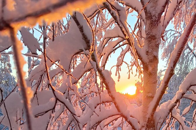 Rovaniemi: Trip to Ranua Zoo with Tickets Included - Flexibility and Cancellation Policies