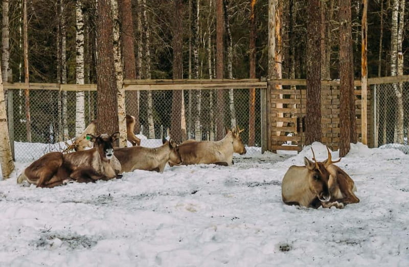 Rovaniemi: Trip to Ranua Zoo with Tickets - The White Bear: Finland’s Unique Arctic Treasure