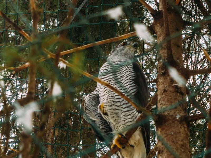 Rovaniemi: Trip to Ranua Zoo with Tickets - Comfortable and Flexible Visit with Self-Paced Exploration