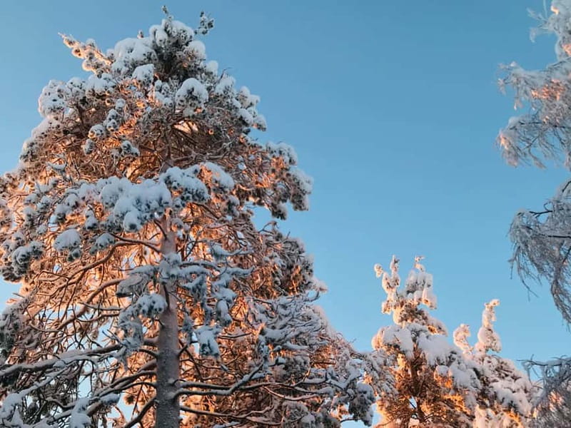 Rovaniemi: Trip to Ranua Zoo with Tickets - The Benefits of a Guided Transportation Service