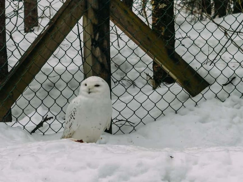 Rovaniemi: Trip to Ranua Zoo with Tickets - Who Will Enjoy This Ranua Zoo Trip?