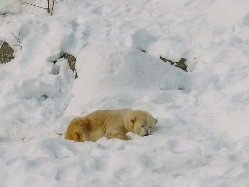 Rovaniemi: Trip to Ranua Zoo with Tickets - Frequently Asked Questions