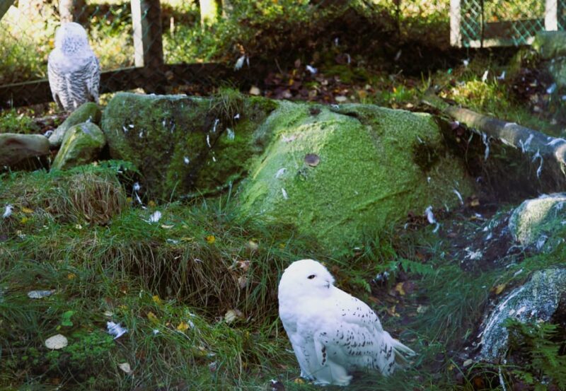 Rovaniemi: trip to the Ranua Zoo (transportation, tickets) - Highlights of Arctic and Exotic Species at Ranua Zoo