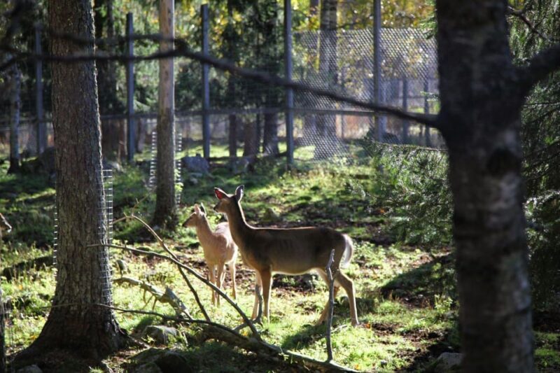 Rovaniemi: trip to the Ranua Zoo (transportation, tickets) - Who Will Appreciate This Ranua Zoo Trip?