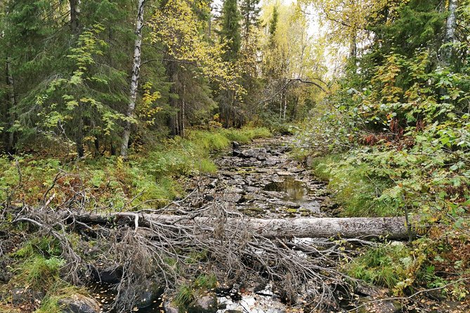 Rovaniemi: Vaattunkiköngäs Nature Trail Hiking Tour - Bird and Plant Spotting on Könkäänsaaret Islands