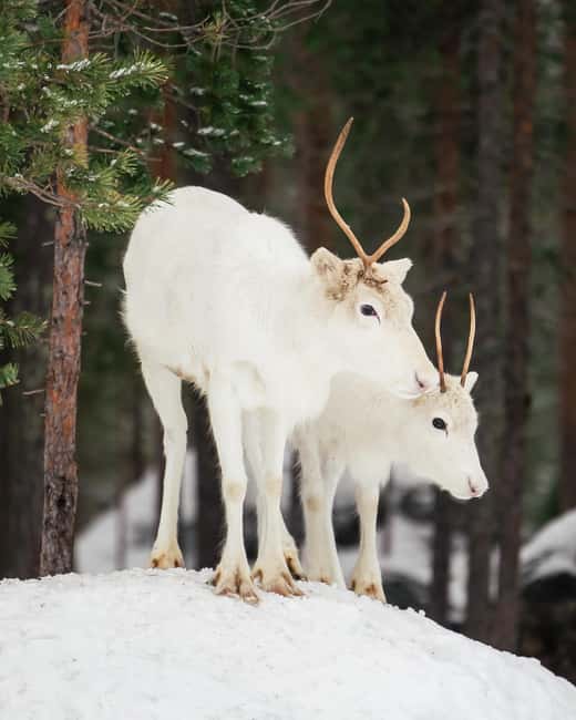 Rovaniemi: Visit Authentic Family-owned Reindeer Farm - Key Points