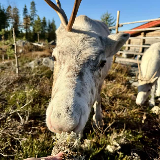 Rovaniemi: Visit Authentic Family-owned Reindeer Farm - Exploring a Family-Owned Reindeer Farm in Rovaniemi