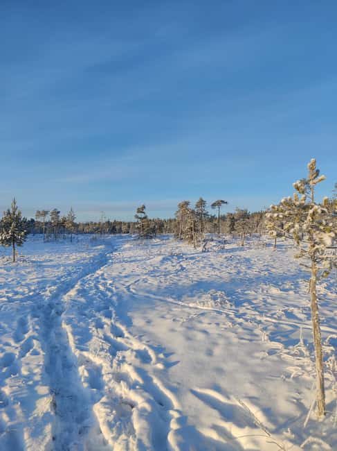 Rovaniemi: Winter Hike and Finnish Sauna Experience - Logistics: How and When to Join the Tour
