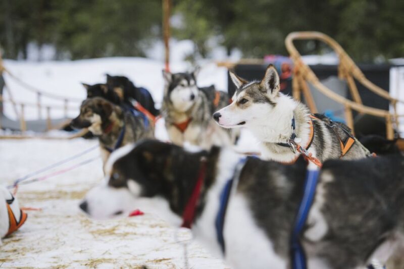 Rovaniemi: Winter Snowshoeing, Reindeer & Husky Sleigh Ride - Short Reindeer Sleigh Ride into the Snowy Forest