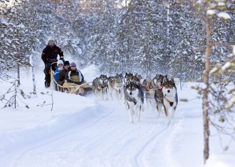 Rovaniemi: Winter Snowshoeing, Reindeer & Husky Sleigh Ride - Huskies in Action: Pulling Your Sleigh