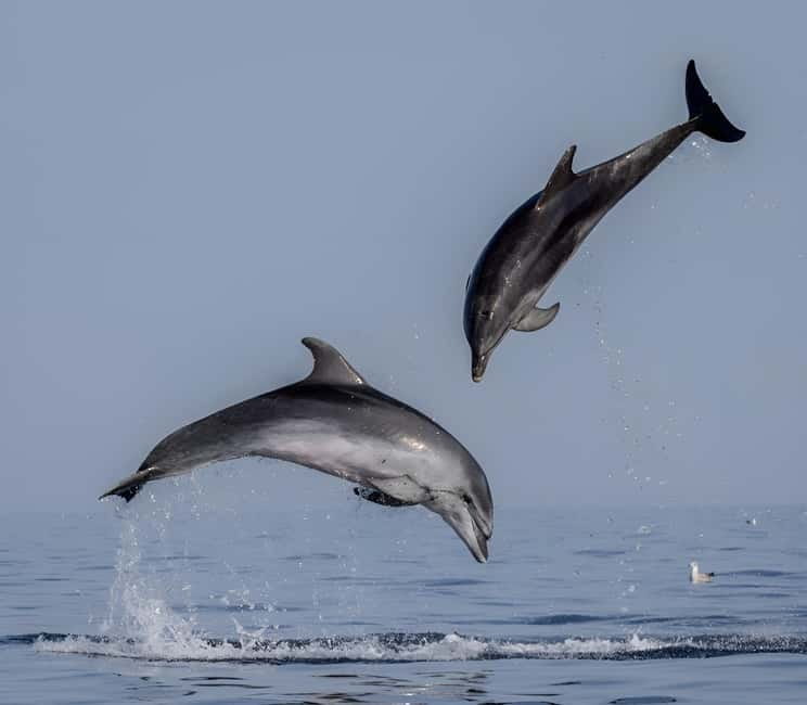 Rovinj: Dolphin Watching Sunset Speedboat Tour with Drinks - The Small Speedboat Experience in Rovinj