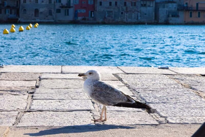 Rovinj: Guided Tour with Lunch & Transfer - Discover Rovinj’s Old Town with a Skilled Guide