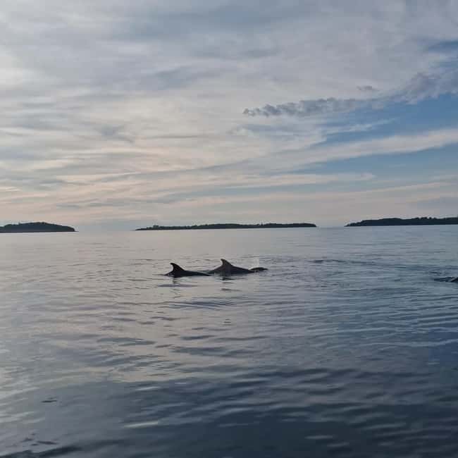 Rovinj: Shared Dolphin and Sunset Tour with Drinks - Discover Rovinj’s Sunset and Dolphin Watching on a Shared Boat Tour