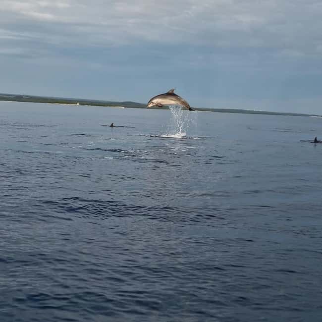 Rovinj: Shared Dolphin and Sunset Tour with Drinks - The Sunset and Dolphin Sightings: A Natural Spectacle