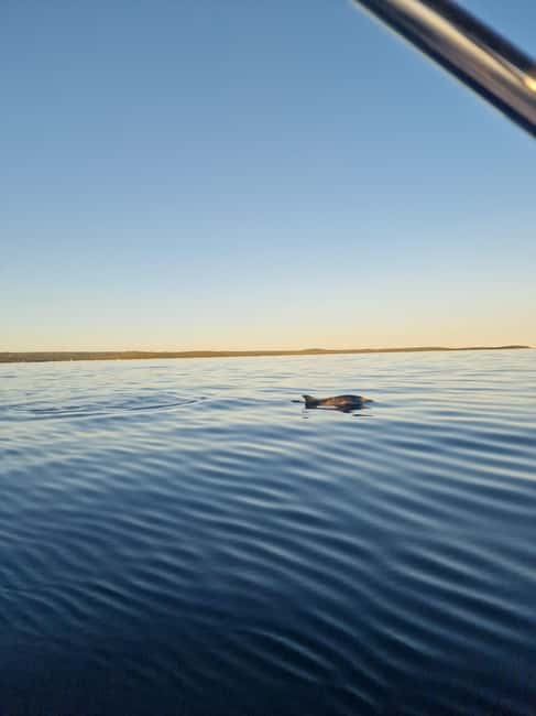 Rovinj: Shared Dolphin and Sunset Tour with Drinks - Refreshments and Relaxation on Board