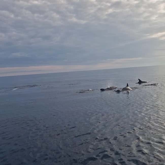 Rovinj: Shared Dolphin and Sunset Tour with Drinks - Comparing with Similar Tours in Rovinj