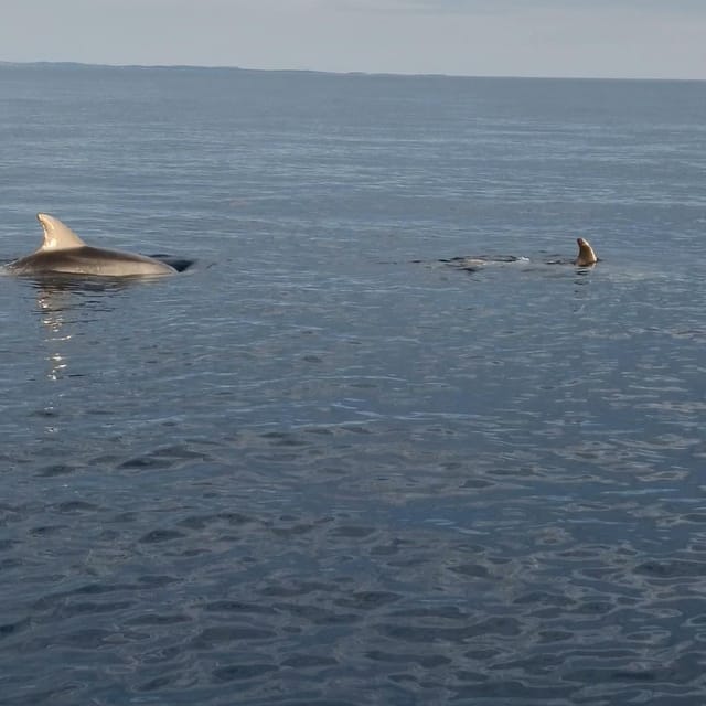 Rovinj: Shared Dolphin and Sunset Tour with Drinks - The Experience Provider: Pelagis