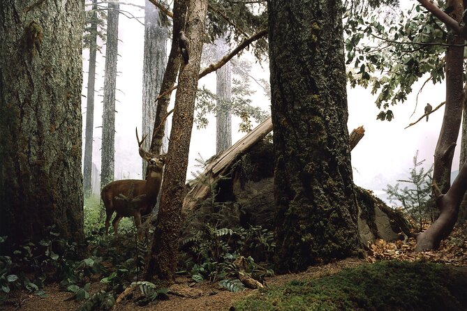 Royal BC Museum Admission Ticket - Key Points