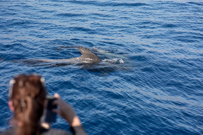 Royal Delfin - 2Hour Sustainable Dolphin & Whale Watching Mini Cruise - Onboard Amenities and Extra Costs