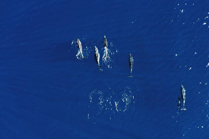 Royal Delfin 3H Dolphin & Whale Watching! Swimming & Lunch! - Key Points