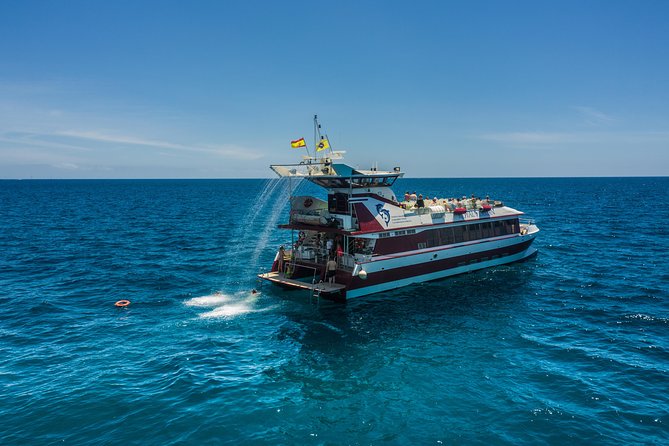 Royal Delfin 3H Dolphin & Whale Watching! Swimming & Lunch! - Swimming in Diego Hernandez Bay: A Refreshing Stop