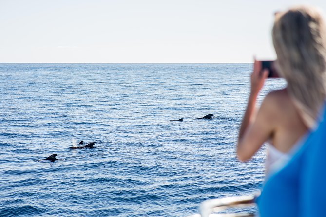 Royal Delfin 3H Dolphin & Whale Watching! Swimming & Lunch! - Onboard Lunch and Refreshments: A Key Part of the Trip