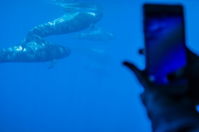 Royal Delfin - 4'5H Dolphin & Whale Watching - Los Gigantes Masca - Lunch & Swim - Whale and Dolphin Sightings Along Tenerife’s Southwest Coast