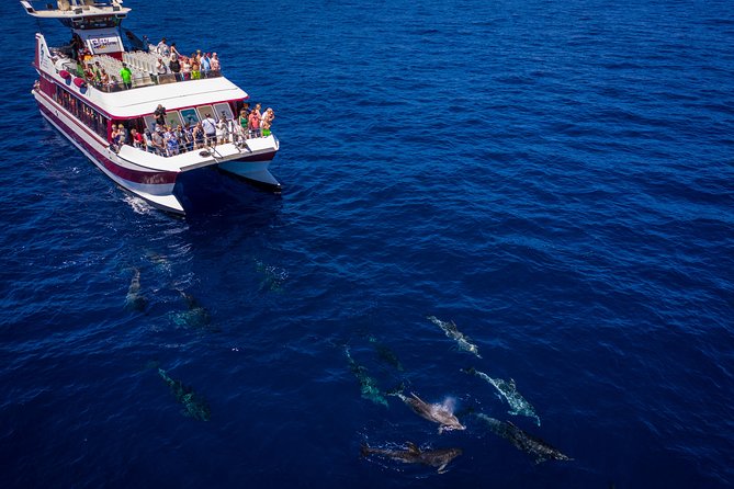 Royal Delfin - 4'5H Dolphin & Whale Watching - Los Gigantes Masca - Lunch & Swim - On-Board Lunch and Refreshments