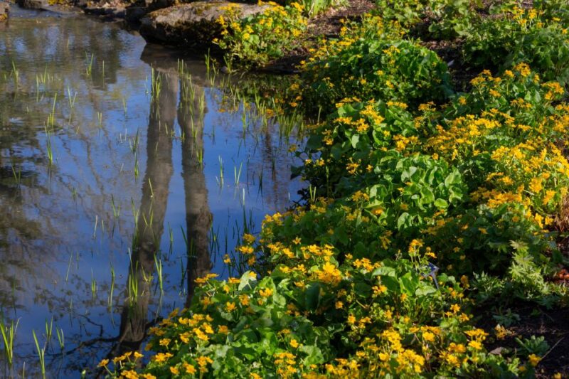 Royal Horticultural Society: Harlow Carr Garden Ticket - Walking Through the Wildflower Meadows and Streamside Areas