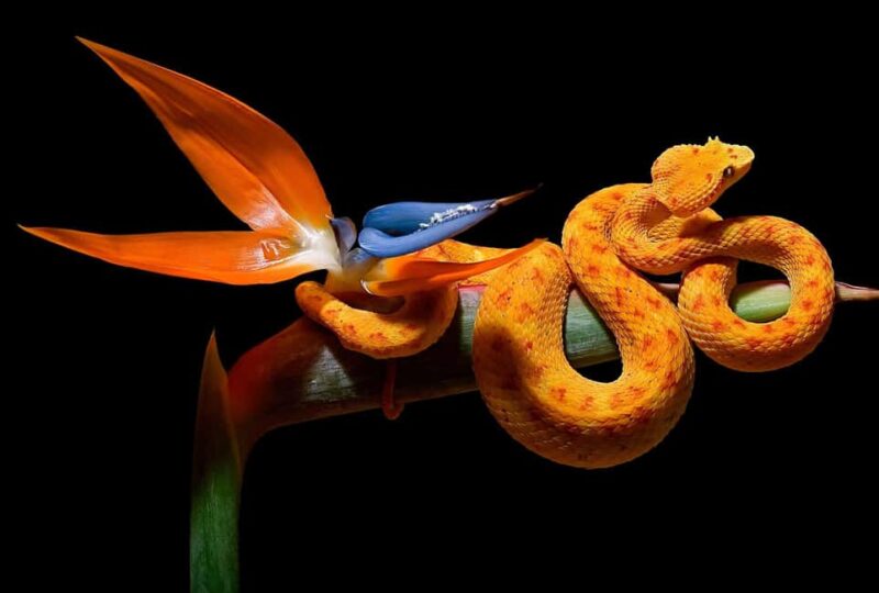 Royan: Planet Exotica Entry Ticket - Explore Planet Exotica: A Unique Day Out in Royan