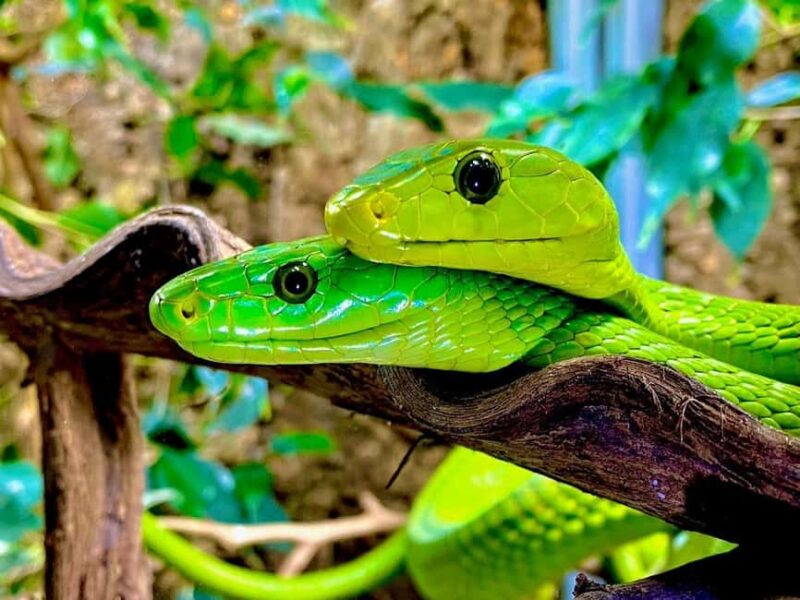 Royan: Planet Exotica Entry Ticket - Up-Close Animal Encounters and Presentations