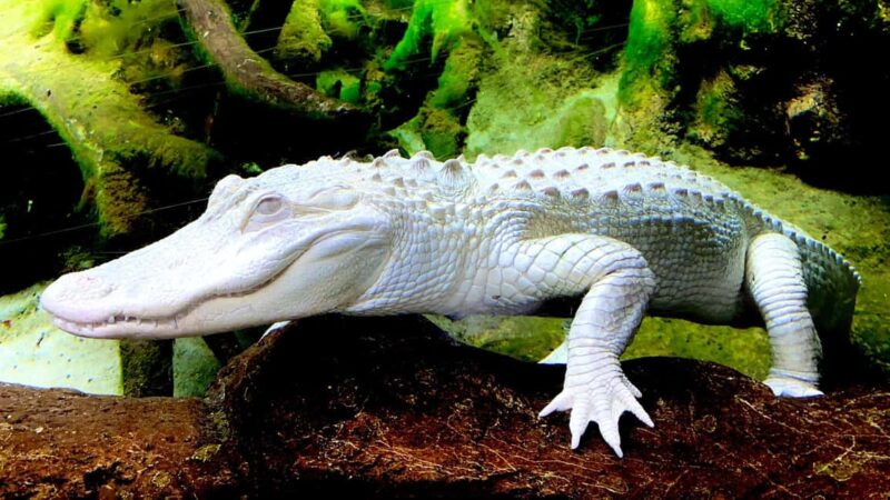 Royan: Planet Exotica Entry Ticket - Food and Shopping Options