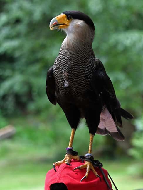 Ruhla: Ticket for a flight show with eagles, owls, and more. - Key Points