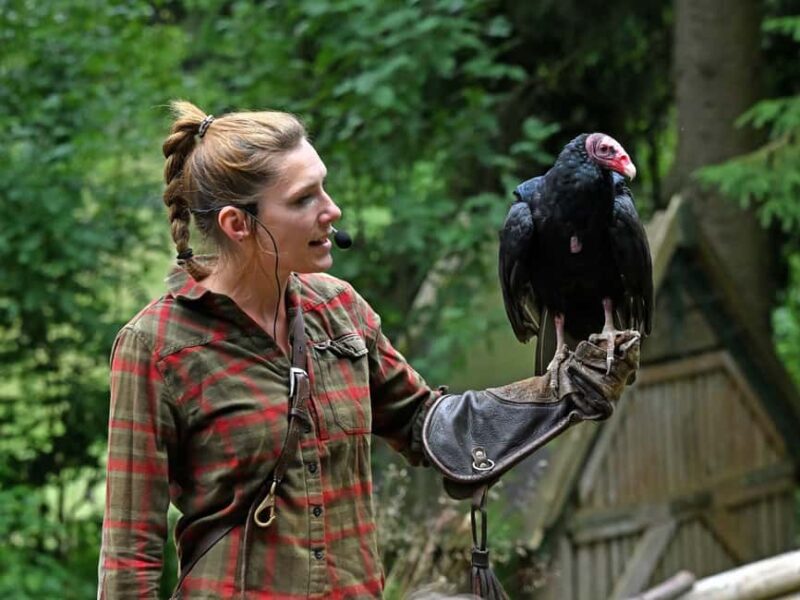 Ruhla: Ticket for a flight show with eagles, owls, and more. - Nature and Atmosphere in the Forest Setting