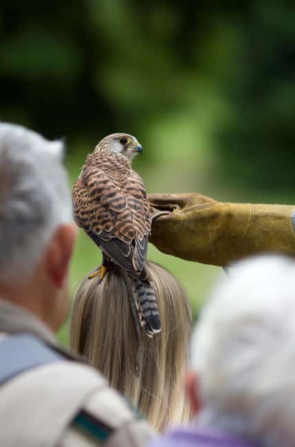 Ruhla: Ticket for a flight show with eagles, owls, and more. - Reviews Highlighting the Experience’s Excellence