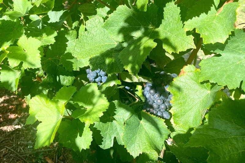 Ruinart Champagne Cellars Tastings Private trip from Paris - Practical Details and Booking Flexibility