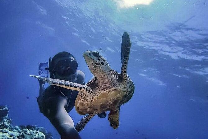 Ruins Sea Turtles and Cenote Adventure in Tulum - Explore Tulum Ruins, Akumal Sea Turtles, and a Mystical Cenote in One Day