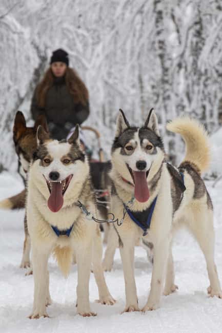 Ruka: 2,5km Family Husky Safari - Meeting Point at Lammintupa Cafe in Ruka