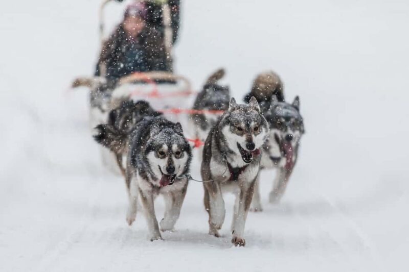Ruka: 5km Husky Safari with Snacks and Campfire - Starting at Lammintupa Safari House in Ruka