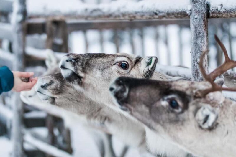 Ruka: Reindeer Ride and Husky Safari with Snacks - Discover Reindeer and Husky Adventures in Lapland