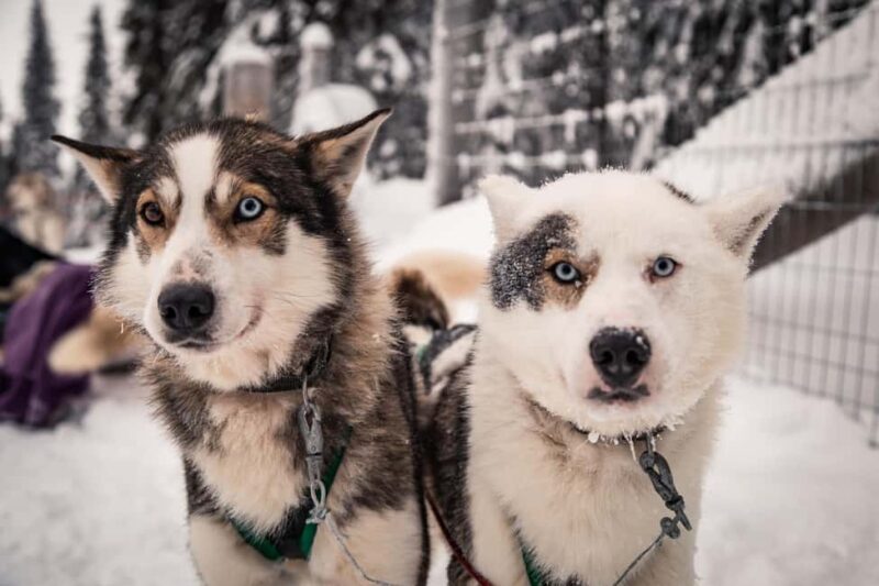 Ruka: Reindeer Ride and Husky Safari with Snacks - Key Points