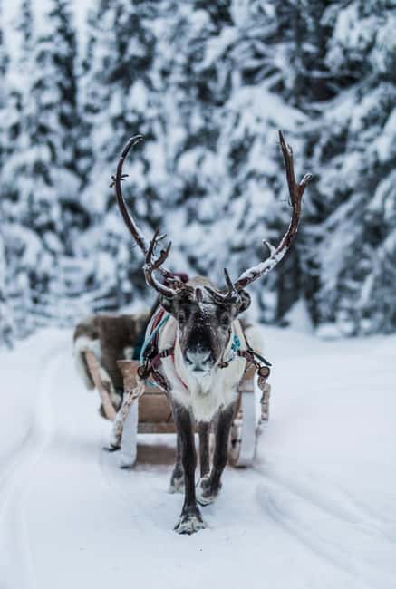 Ruka: Reindeer Ride and Husky Safari with Snacks - Reindeer Rides in Lapland’s Silent Forests